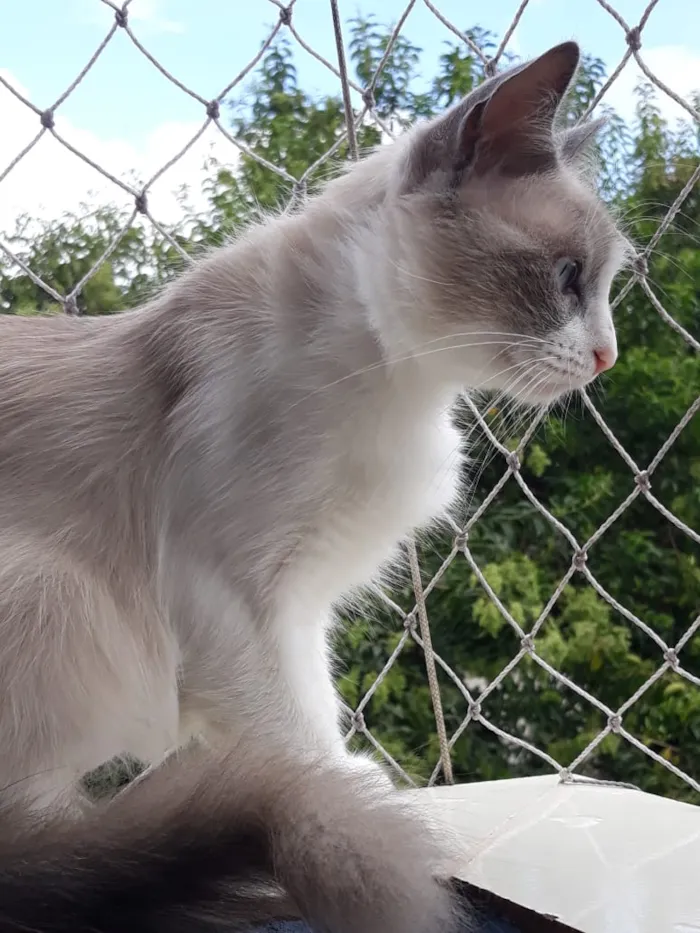 Gato ra a Srd idade 7 a 11 meses nome Princesa