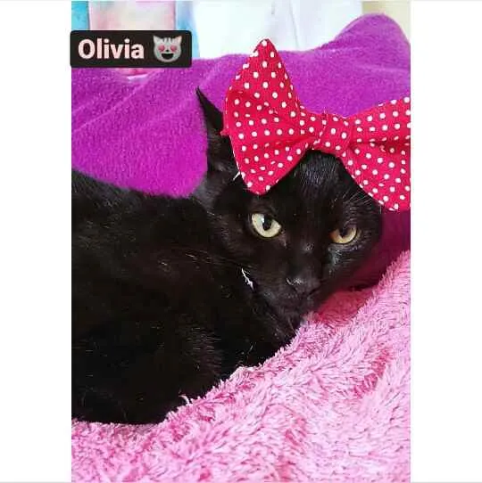 Gato ra a Sem raça definida  idade 2 a 6 meses nome Olivia 
