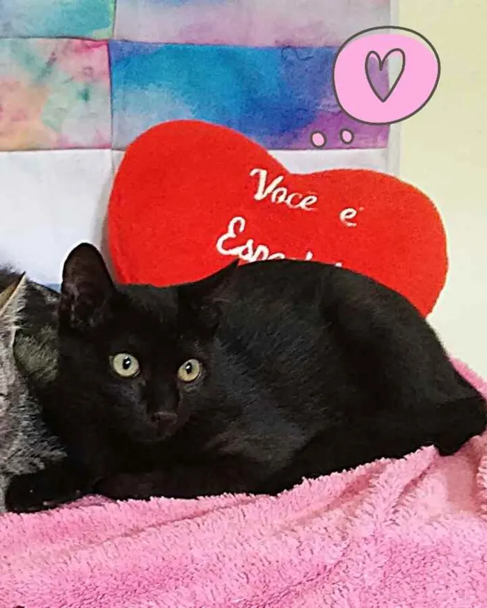 Gato ra a Sem raça definida  idade 2 a 6 meses nome Olivia 
