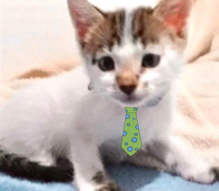 Gato ra a SRD idade 2 a 6 meses nome Futrica 