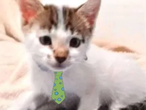 Gato raça SRD idade 2 a 6 meses nome Futrica 