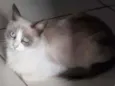 Princesa