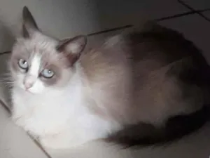 Gato raça Srd idade 7 a 11 meses nome Princesa