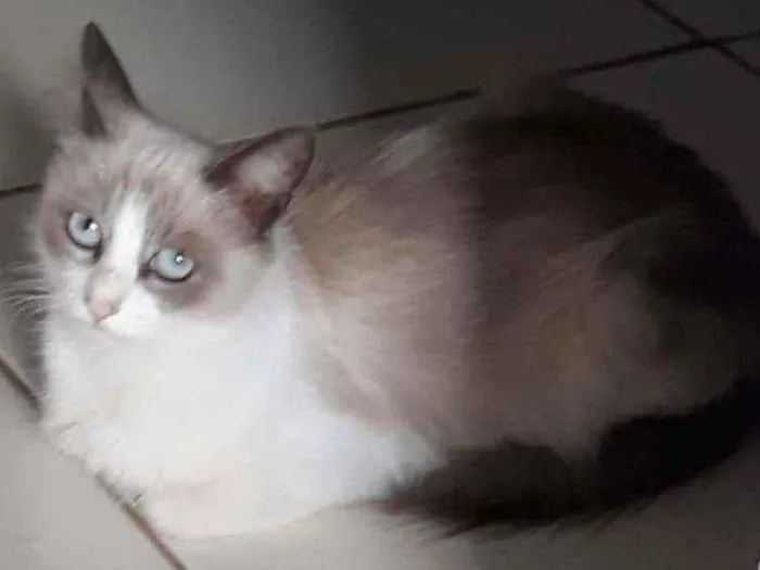 Gato ra a Srd idade 7 a 11 meses nome Princesa