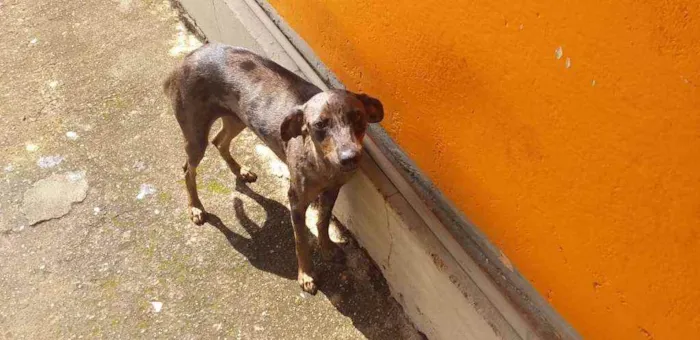 Cachorro raça SRD idade 2 a 6 meses nome Pink