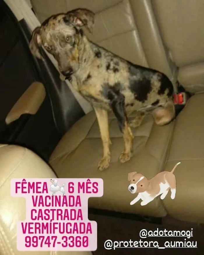 Cachorro raça SRD idade 2 a 6 meses nome Pink