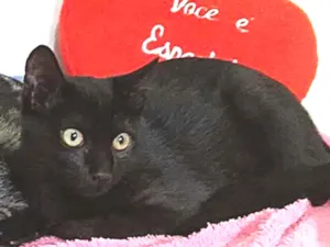 Gato raça Sem raça definida  idade 2 a 6 meses nome Olivia 