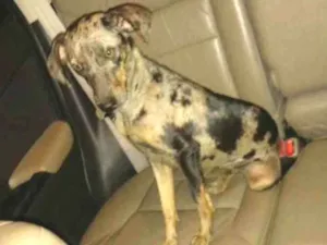 Cachorro raça SRD idade 2 a 6 meses nome Pink