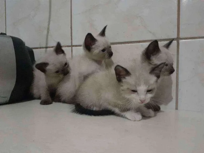 Gato ra a Siamês idade 2 a 6 meses nome Sem nome