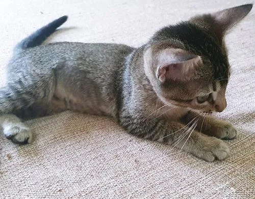 Gato raça SRD-ViraLata idade 2 a 6 meses nome LILI TIGRADA