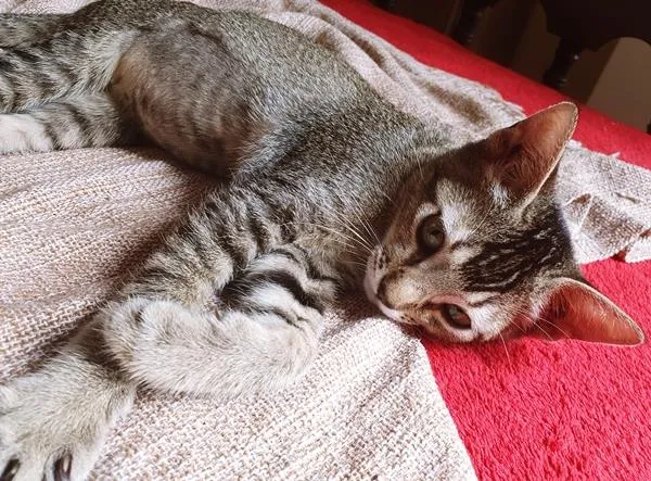 Gato raça SRD-ViraLata idade 2 a 6 meses nome LILI TIGRADA