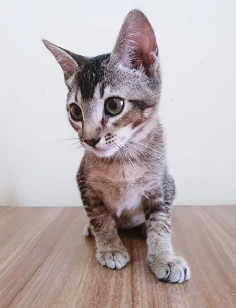 Gato raça SRD-ViraLata idade 2 a 6 meses nome LILI TIGRADA