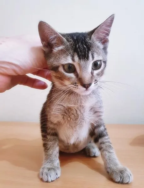 Gato raça SRD-ViraLata idade 2 a 6 meses nome LILI TIGRADA