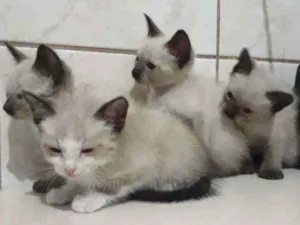 Gato raça Siamês idade 2 a 6 meses nome Sem nome