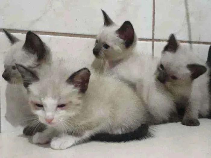 Gato ra a Siamês idade 2 a 6 meses nome Sem nome