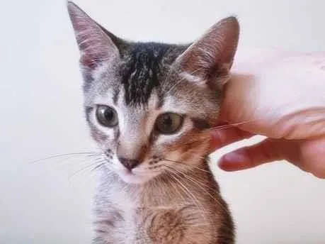 Gato raça SRD-ViraLata idade 2 a 6 meses nome LILI TIGRADA