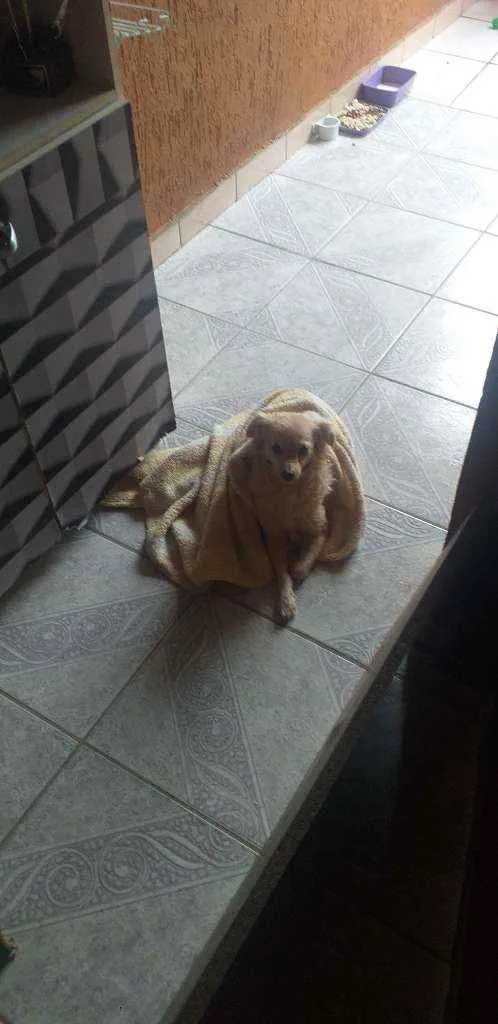 Cachorro ra a Não sei idade 1 ano nome Não sei