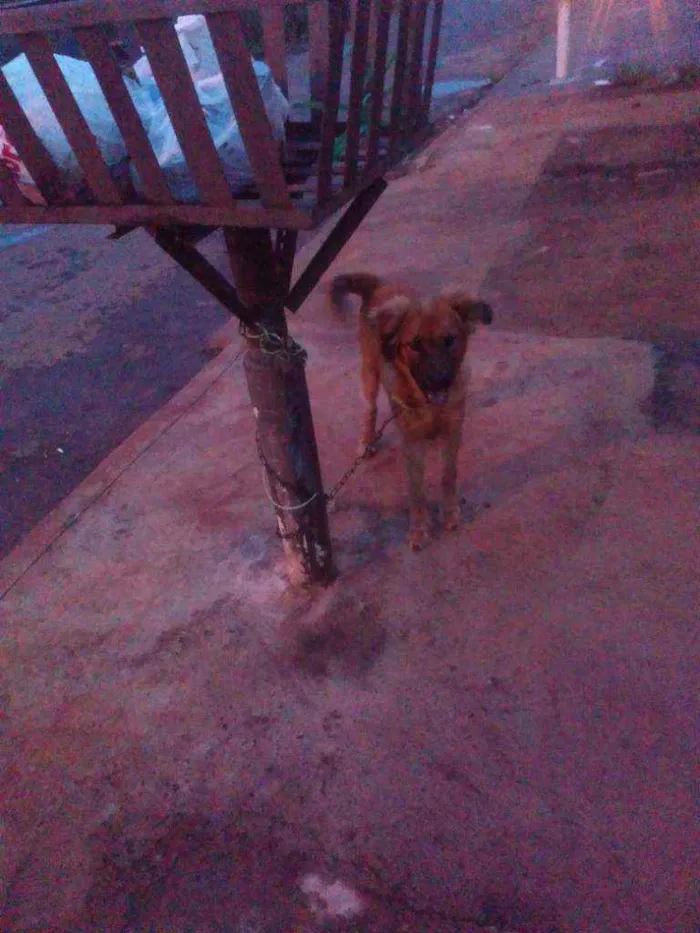 Cachorro ra a Chow chow idade 2 a 6 meses nome Pelu