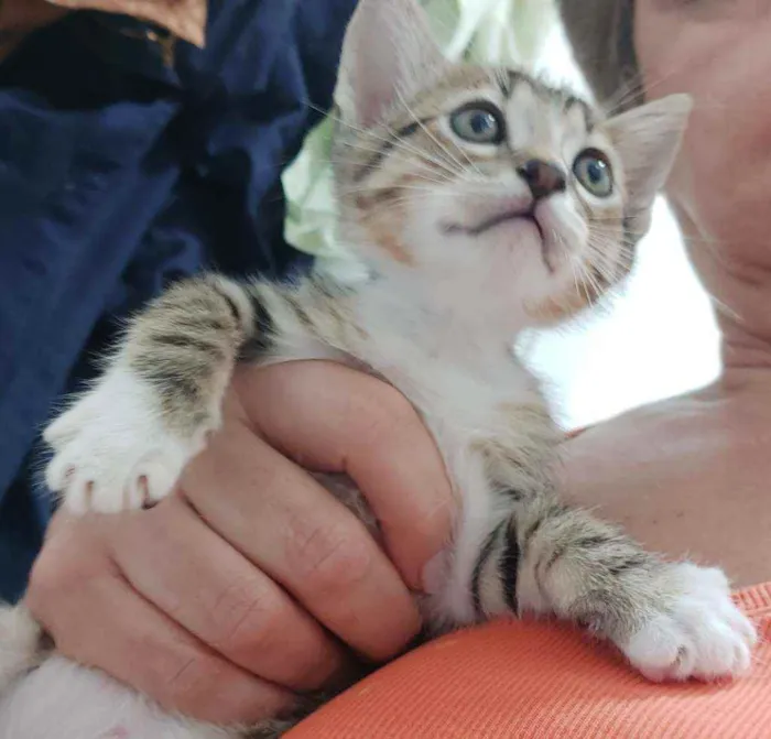 Gato raça SRD idade Abaixo de 2 meses nome Sem nome