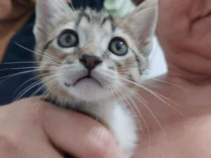 Gato raça SRD idade Abaixo de 2 meses nome Sem nome