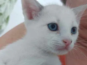 Gato raça SRD idade Abaixo de 2 meses nome Sem nome