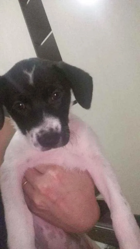 Cachorro raça Viralata idade 2 a 6 meses nome Miga