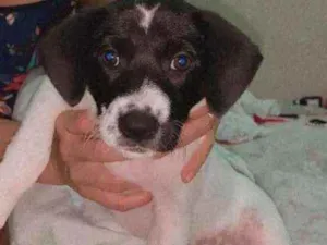 Cachorro raça Viralata idade 2 a 6 meses nome Miga