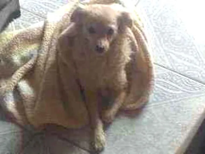 Cachorro ra a Não sei idade 1 ano nome Não sei