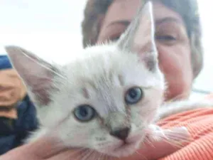 Gato raça SRD idade Abaixo de 2 meses nome Sem nome