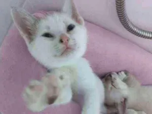 Gato raça SRD idade Abaixo de 2 meses nome Sem nome