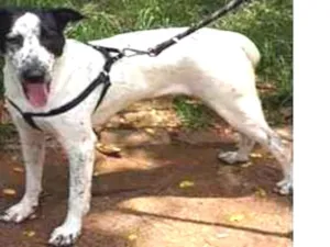 Cachorro raça Srd idade 1 ano nome Benjamin.