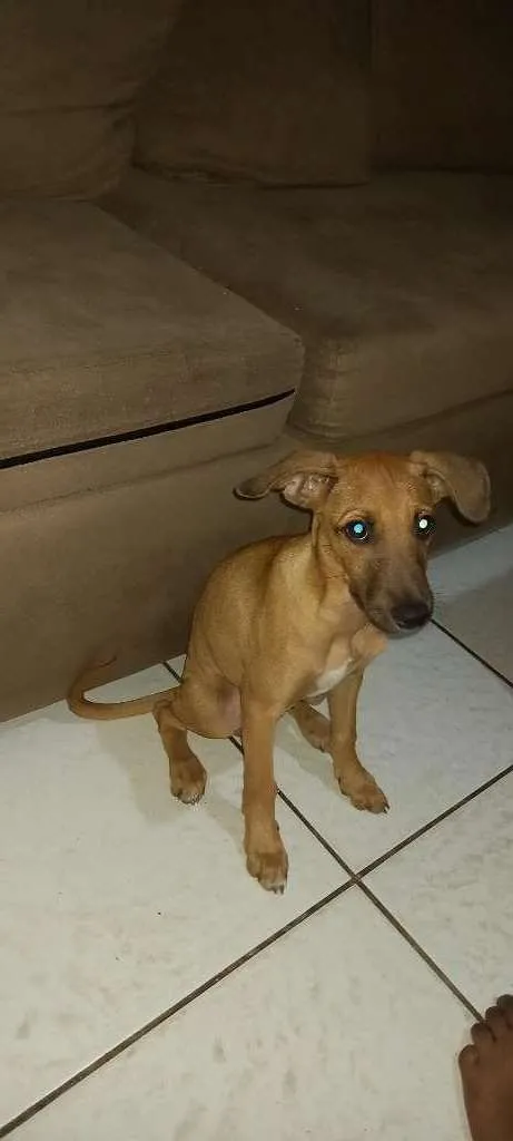 Cachorro ra a Vira-Lata idade 2 a 6 meses nome Jordan