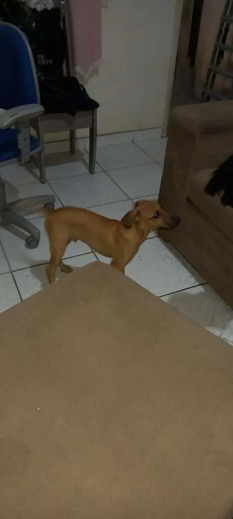 Cachorro ra a Vira-Lata idade 2 a 6 meses nome Jordan