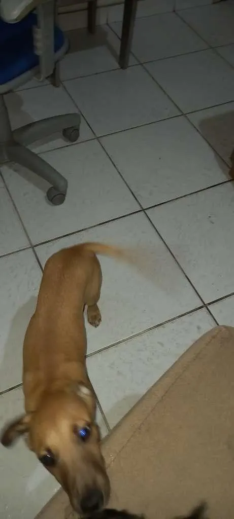 Cachorro ra a Vira-Lata idade 2 a 6 meses nome Jordan