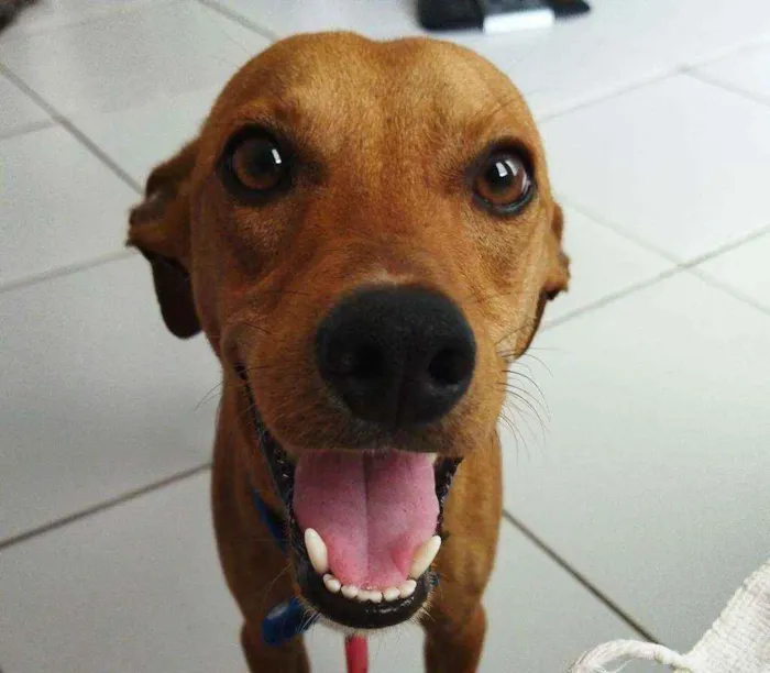 Cachorro ra a viralata idade 1 ano nome Bolt