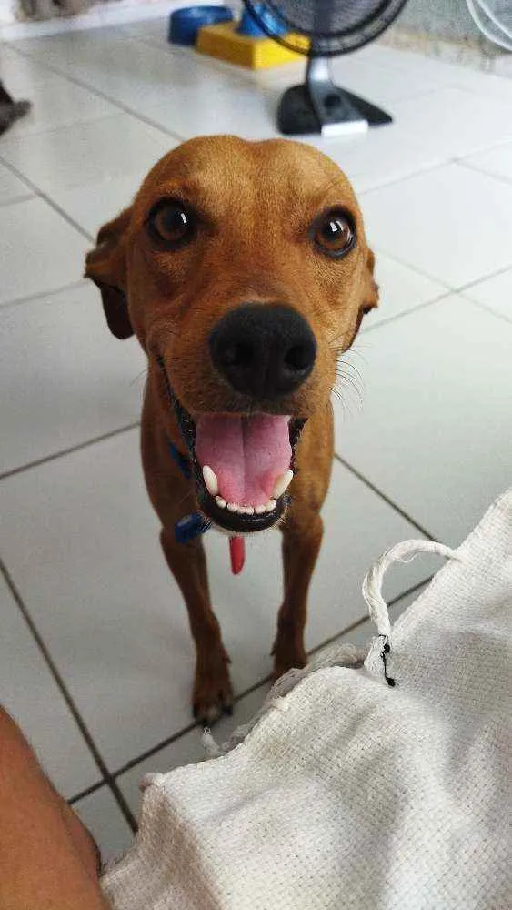 Cachorro ra a viralata idade 1 ano nome Bolt