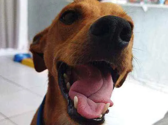 Cachorro ra a viralata idade 1 ano nome Bolt