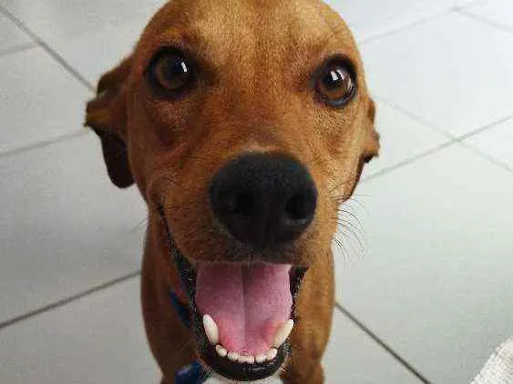 Cachorro ra a viralata idade 1 ano nome Bolt