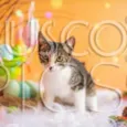 Gatinho para adoção