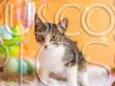 Gatinho para adoção
