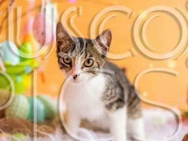 Gato ra a SRD idade 2 a 6 meses nome Gatinho para adoção