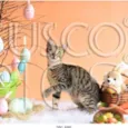 Gatinho para adoção