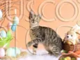 Gatinho para adoção