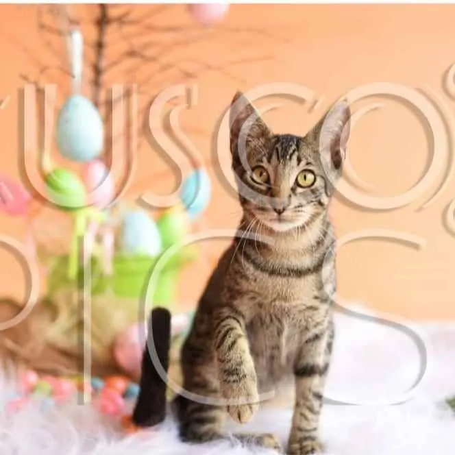 Gato ra a SRD idade 2 a 6 meses nome Gatinho para adoção