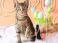 Gatinho para adoção