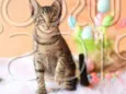 Gatinho para adoção