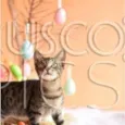 Gatinho para adoção