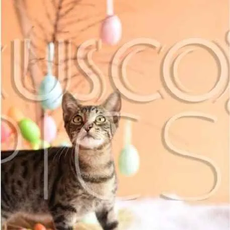 Gato ra a SRD idade 2 a 6 meses nome Gatinho para adoção