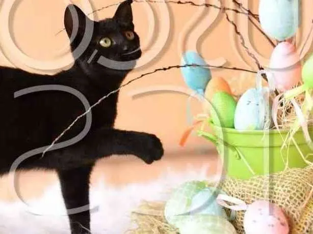 Cachorro ra a SRD idade 2 a 6 meses nome Gatinho para adoção