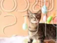 Gatinho para adoção